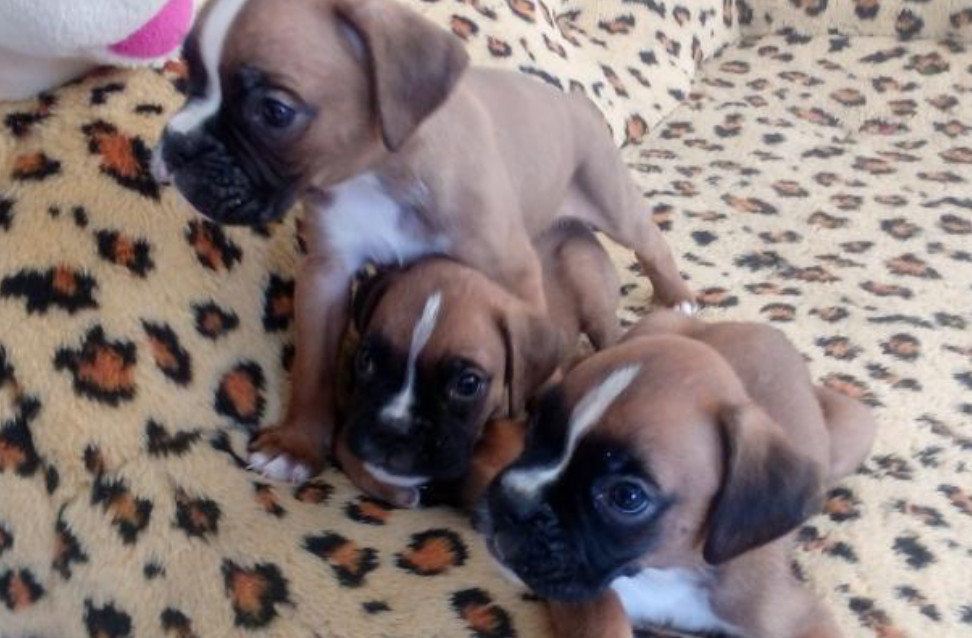 Boxer Puppies for Sale in Illinois (IL)