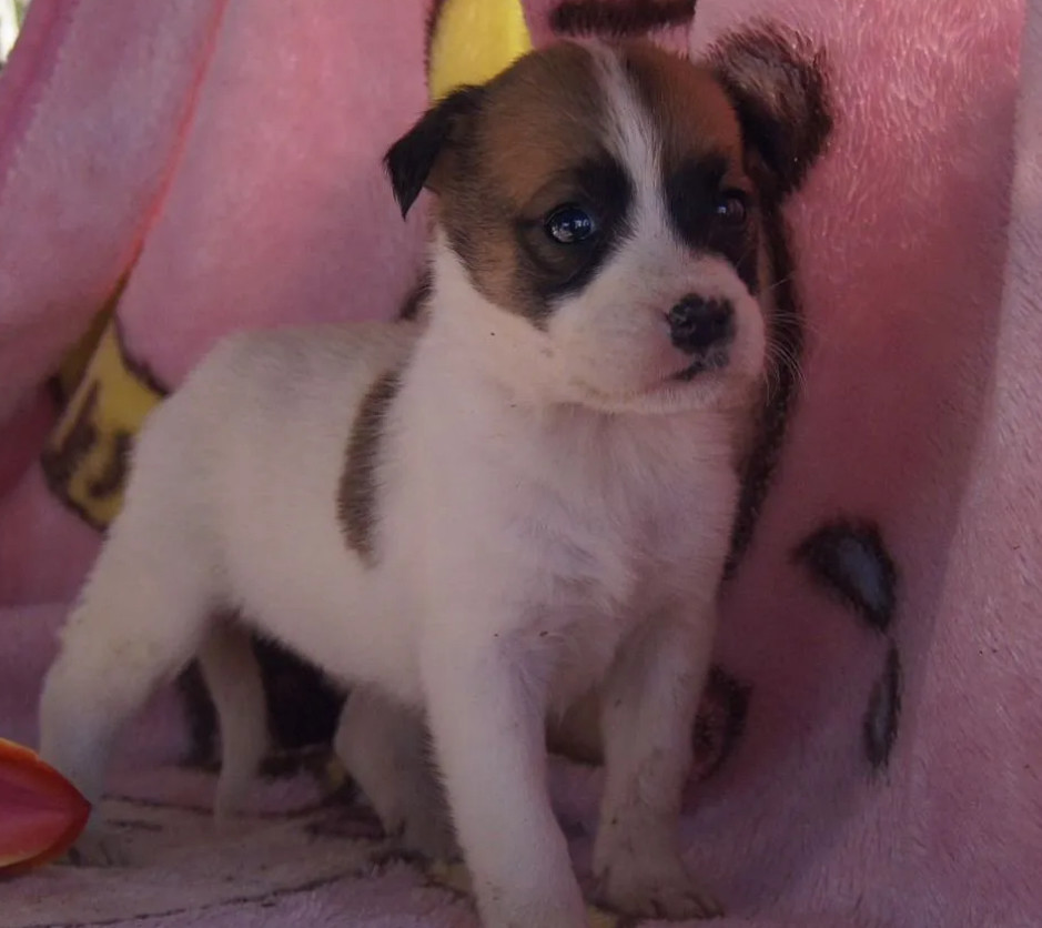 Boxer Girl for Sale in Florida (FL)