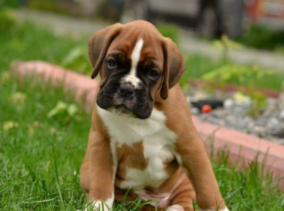 Two Boxer Puppies for Sale in California (CA)