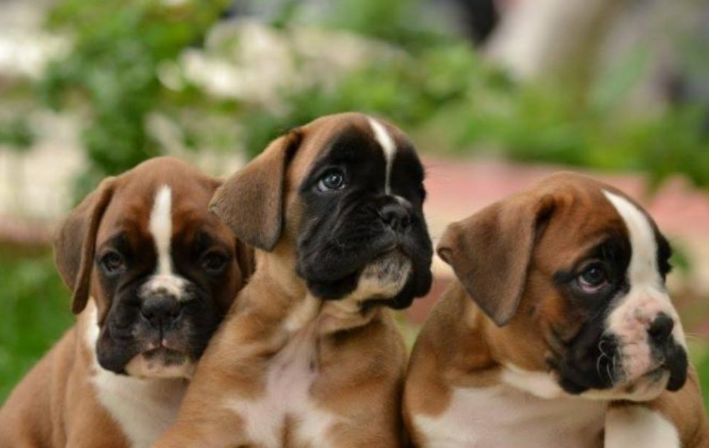 Two Boxer Puppies for Sale in California (CA)