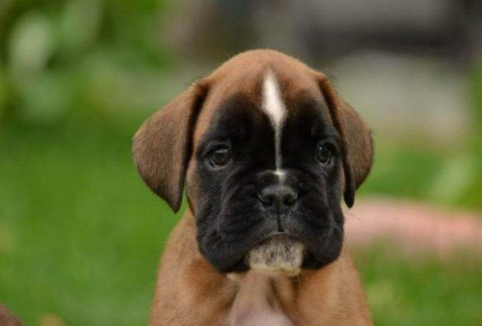 Two Boxer Puppies for Sale in California (CA)
