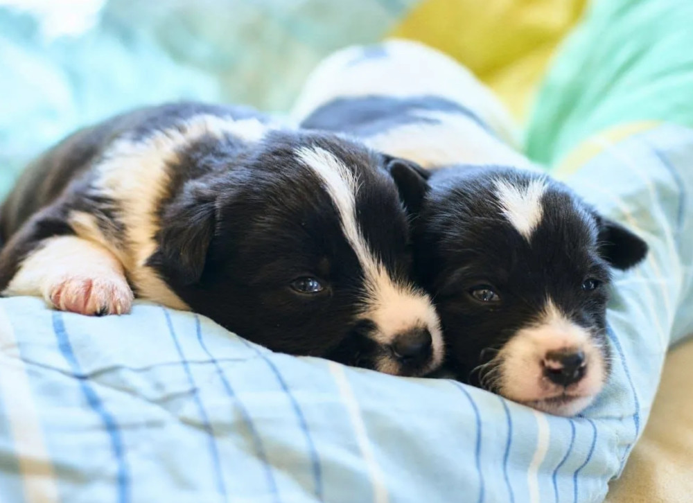 Collie Puppies for Sale in Michigan (MI)
