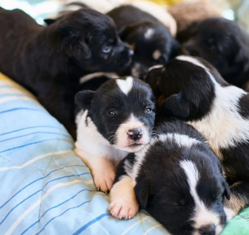 Collie Puppies for Sale in Michigan (MI)