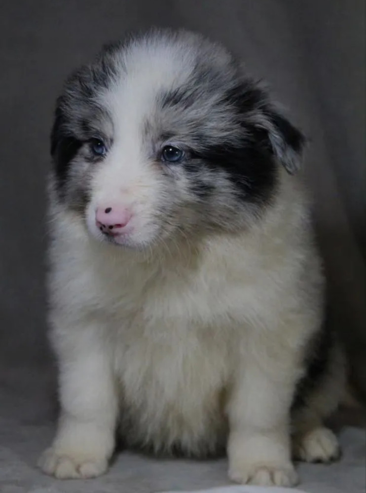 Collie Girl for Sale in Texas (TX)