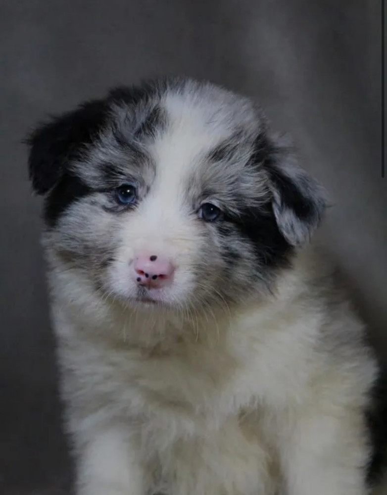 Collie Girl for Sale in Texas (TX)
