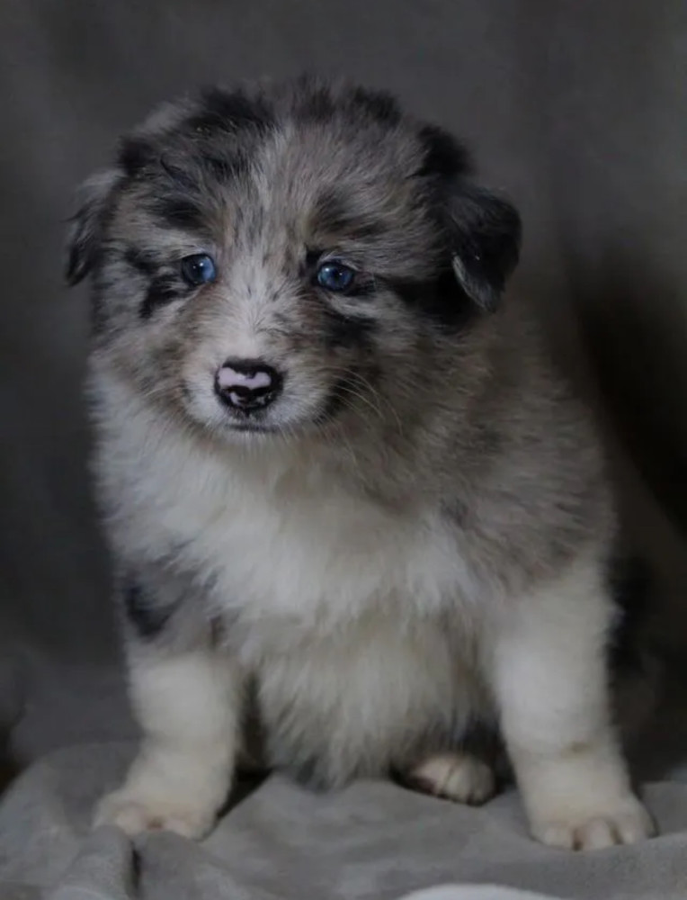 Collie Girl for Sale in Texas (TX)