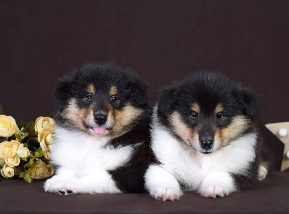 Collie Brother and Sister Looking for Homes in California (CA)