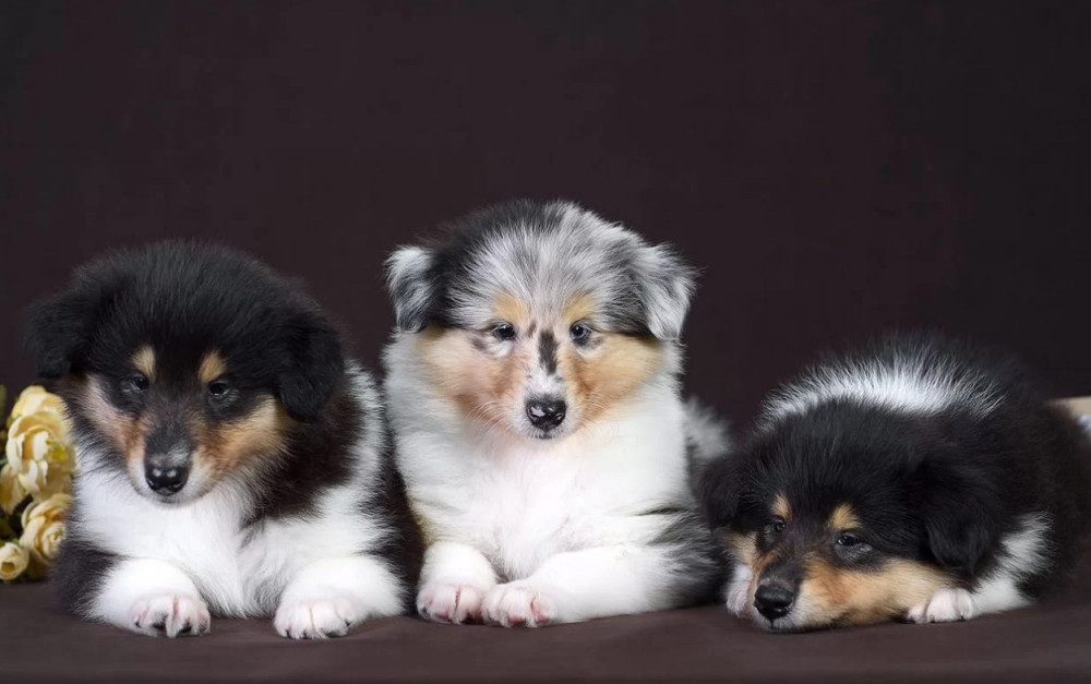 Collie Brother and Sister Looking for Homes in California (CA)