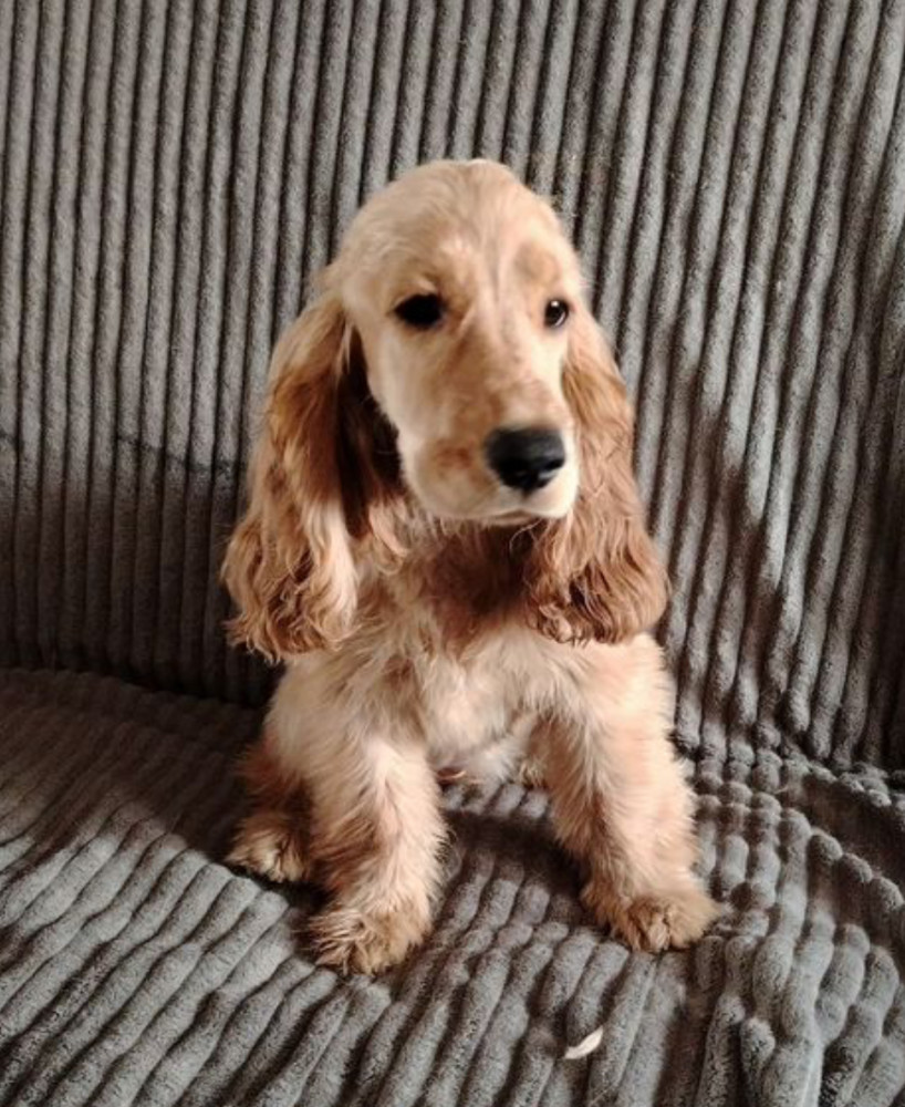 Cocker Spaniel Puppies for Sale in Florida (FL)