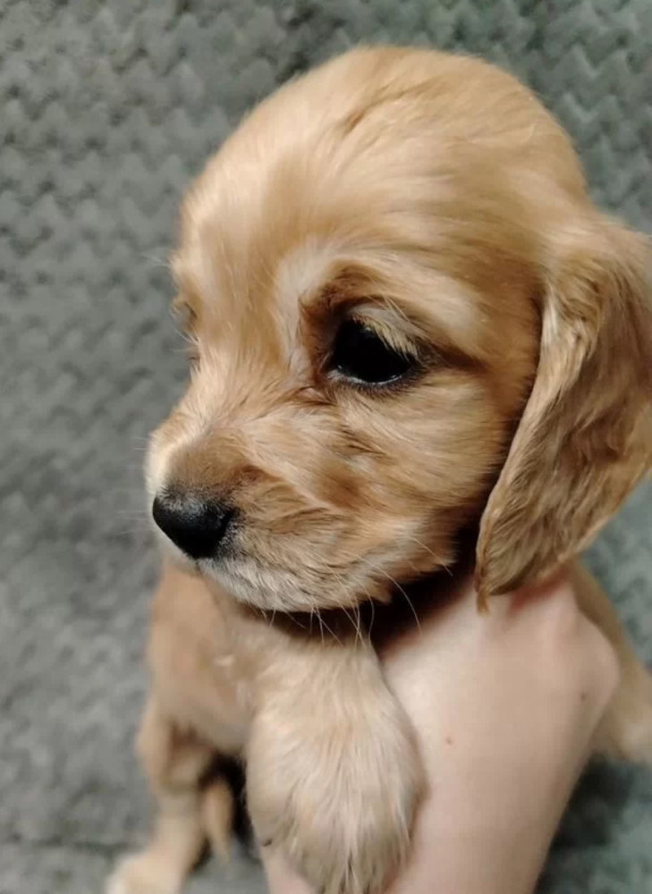 Cocker Spaniel Puppies for Sale in Florida (FL)
