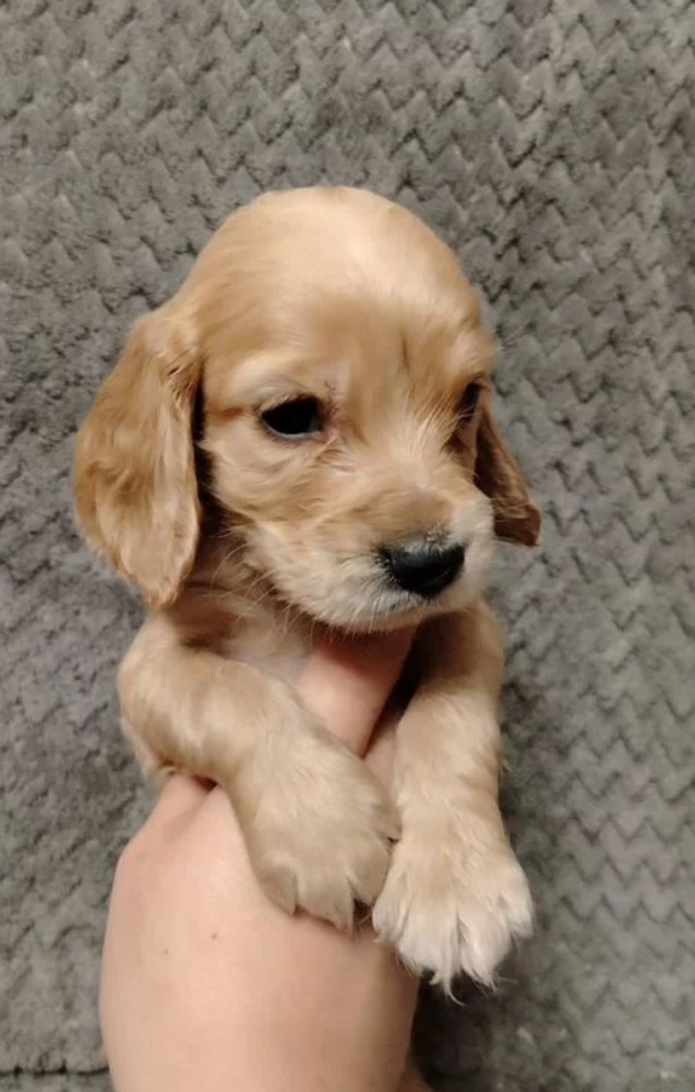 Cocker Spaniel Puppies for Sale in Florida (FL)