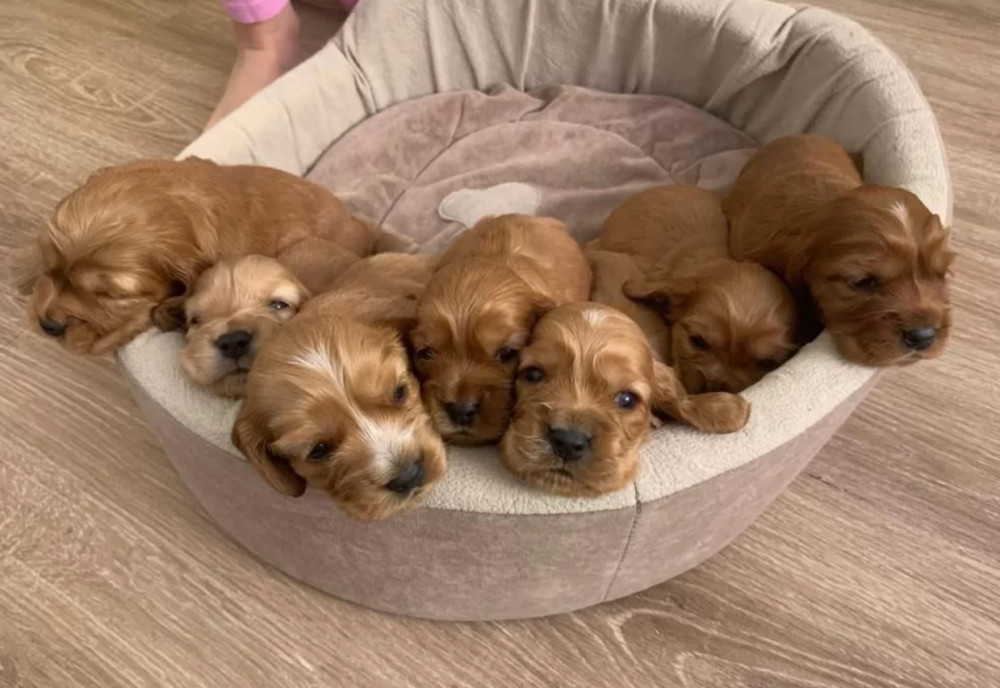 Cocker Spaniel Puppies for Sale in New York (NY)