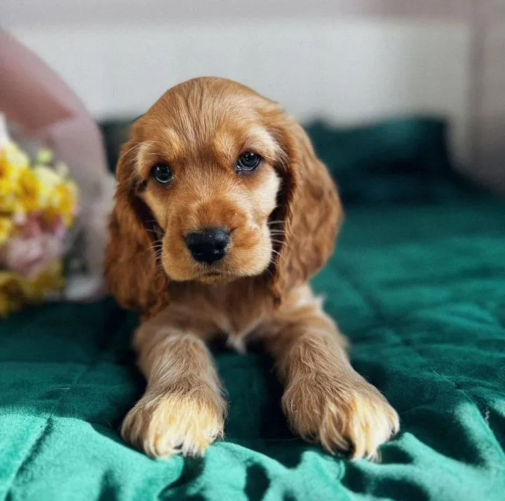 Cocker Spaniel Puppies for Sale in New York (NY)