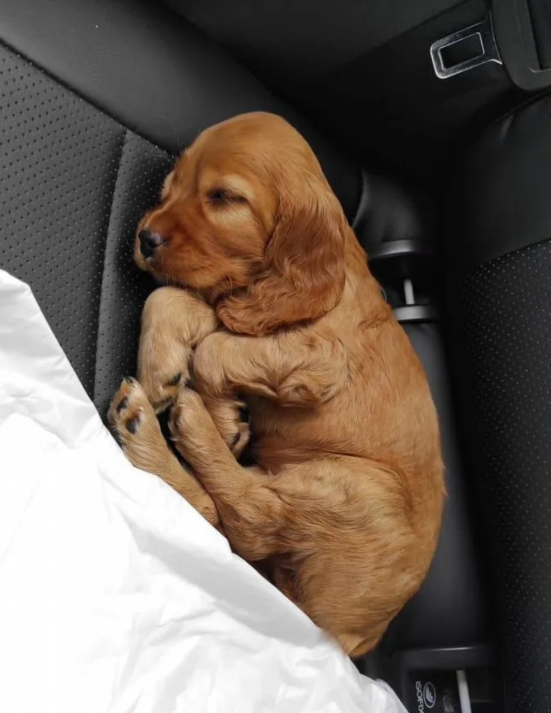 Cocker Spaniel Puppies for Sale in New York (NY)