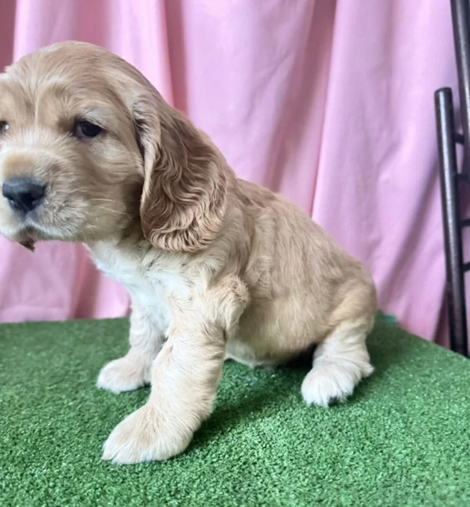 Cocker Spaniel Puppy for Sale in New York (NY)