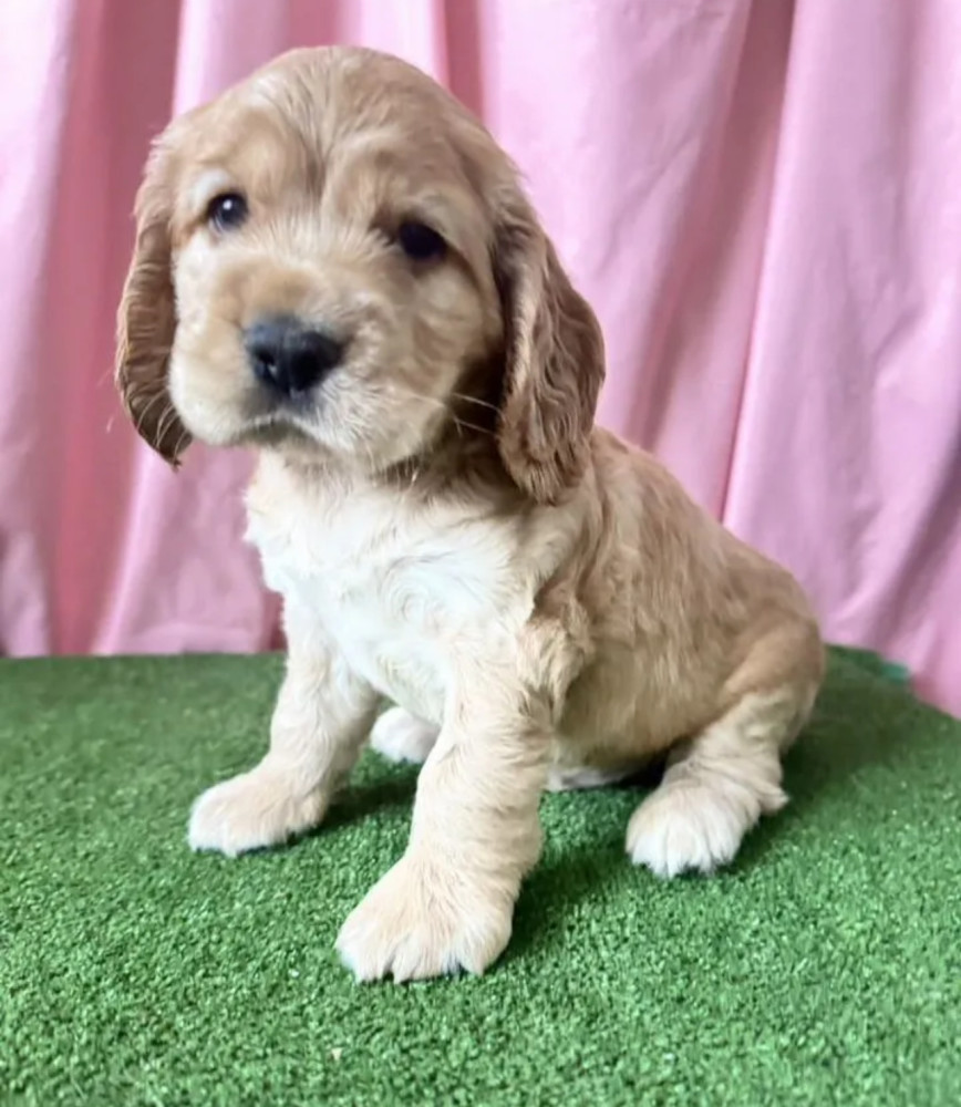 Cocker Spaniel Puppy for Sale in New York (NY)