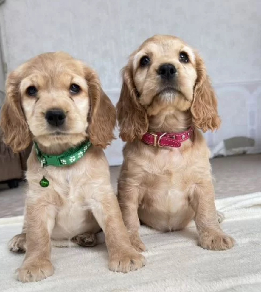 Cocker Spaniel Puppy for Sale in New York (NY)