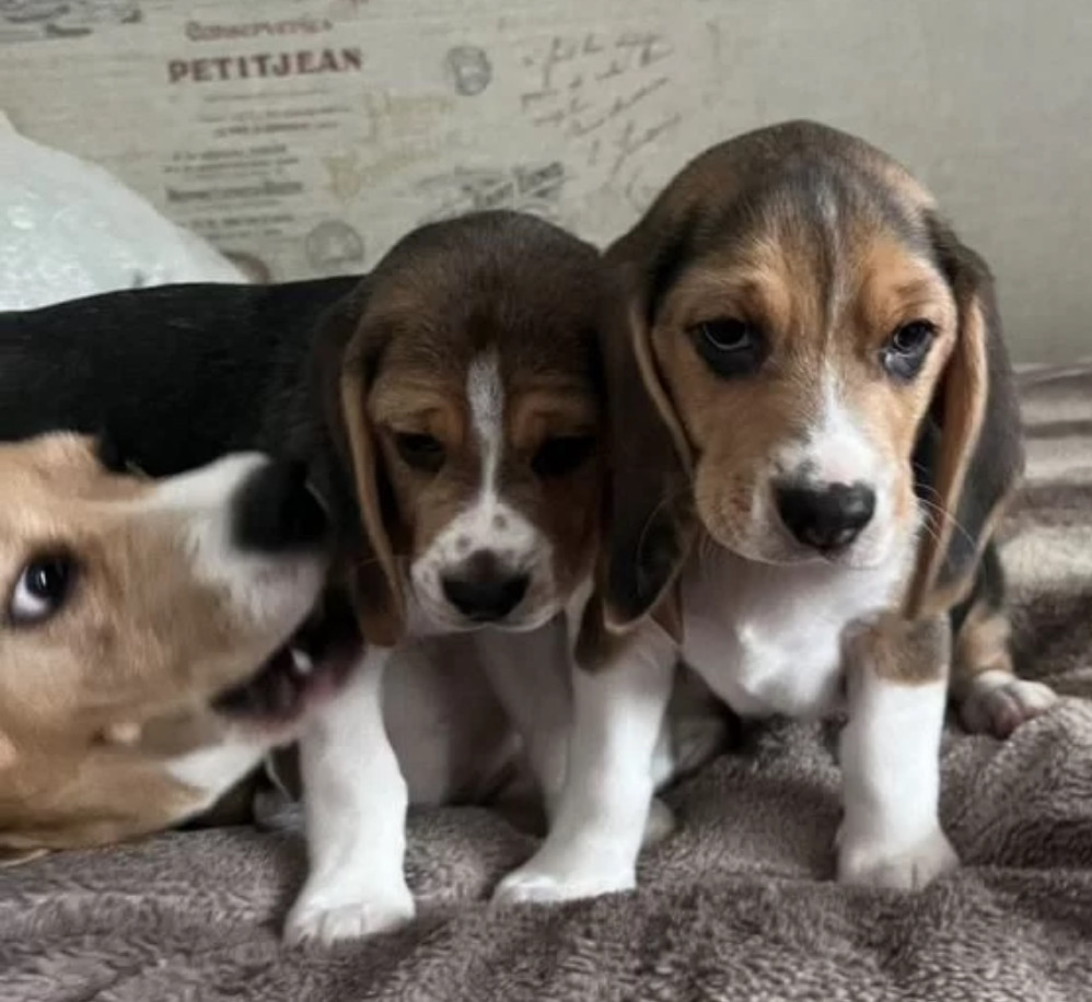 Beagle Puppies for Sale in Arizona (AZ)