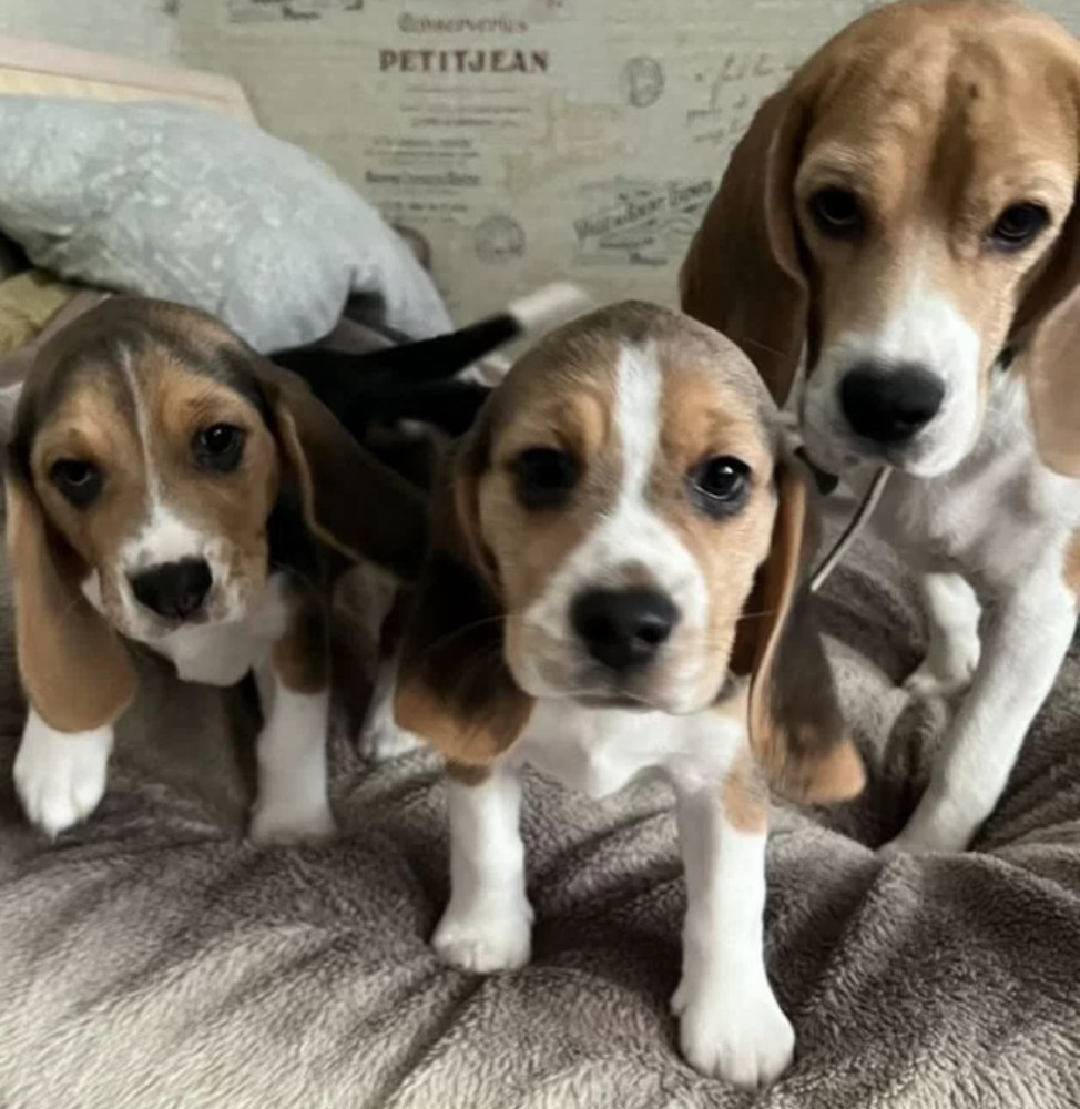 Beagle Puppies for Sale in Arizona (AZ)