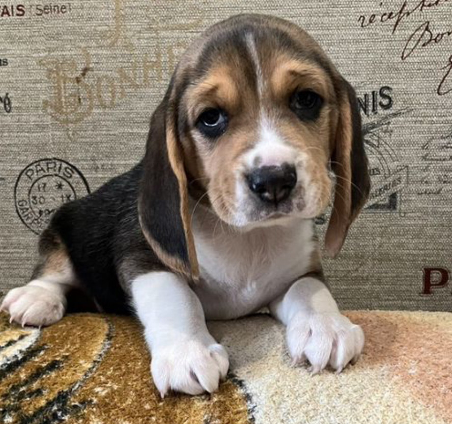 Beagle Puppies for Sale in Arizona (AZ)