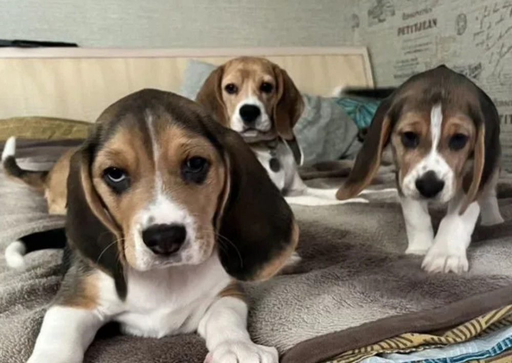 Beagle Puppies for Sale in Arizona (AZ)