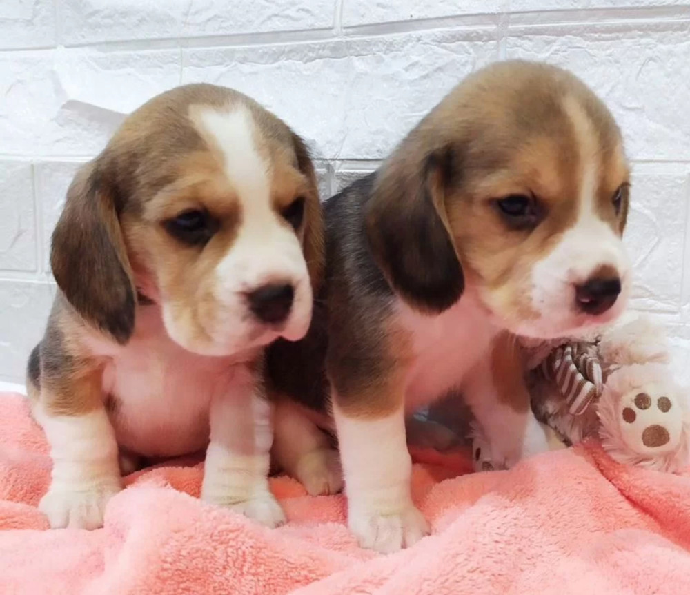 Beagle Puppies for Sale in Texas (TX)