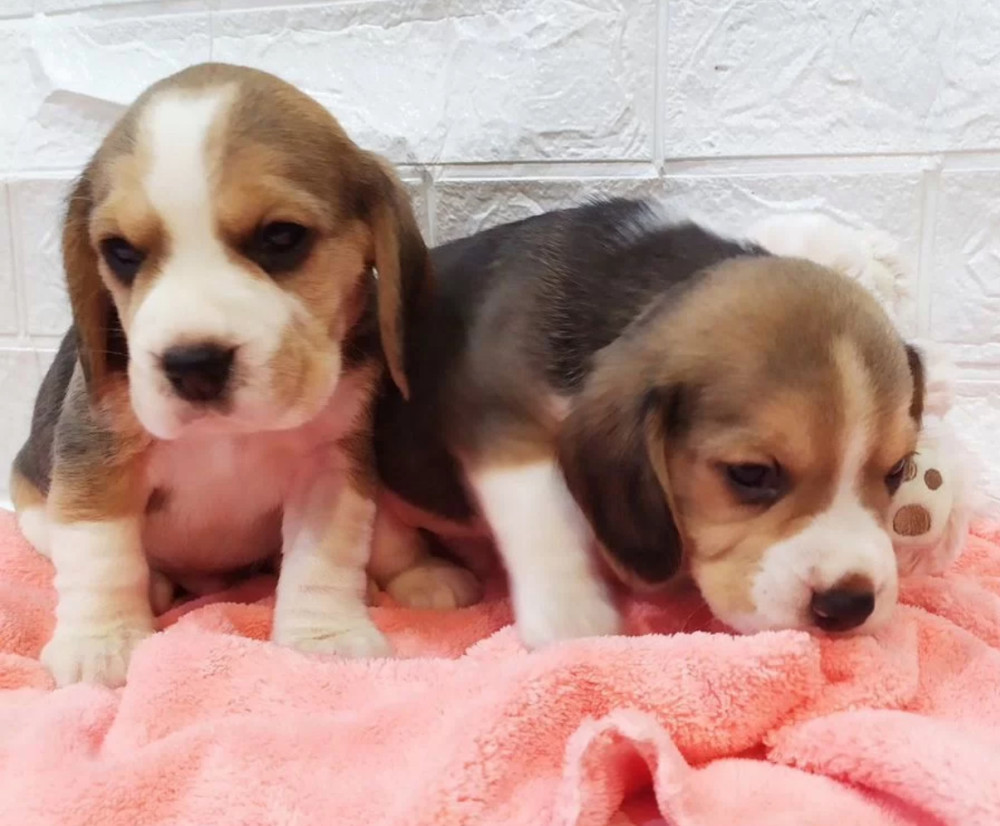Beagle Puppies for Sale in Texas (TX)
