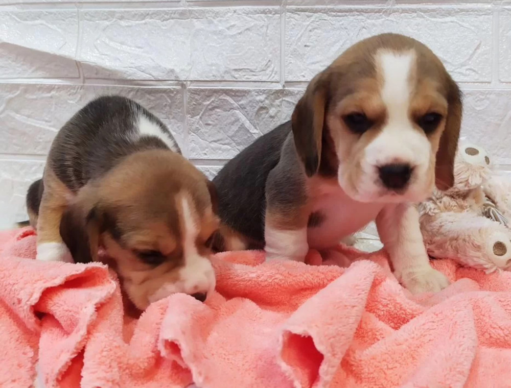 Beagle Puppies for Sale in Texas (TX)