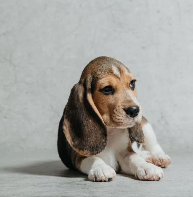 Beagle Puppy for Sale in Minnesota (MN)
