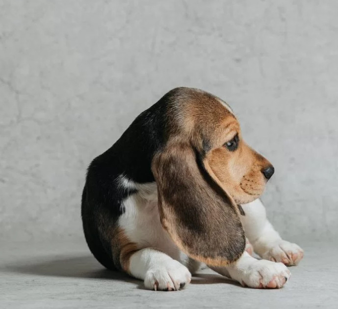 Beagle Puppy for Sale in Minnesota (MN)