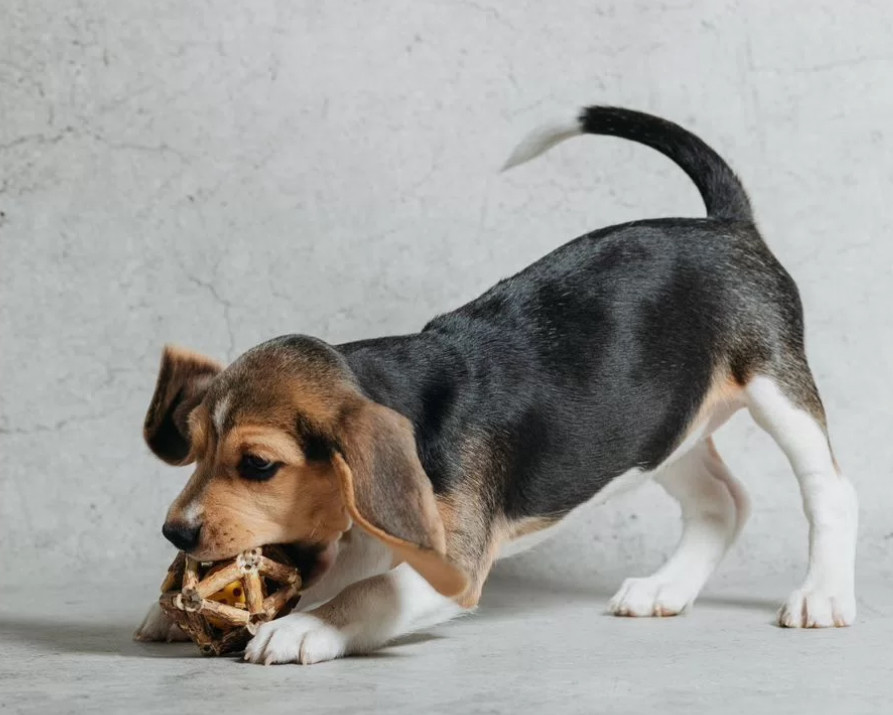 Beagle Puppy for Sale in Minnesota (MN)