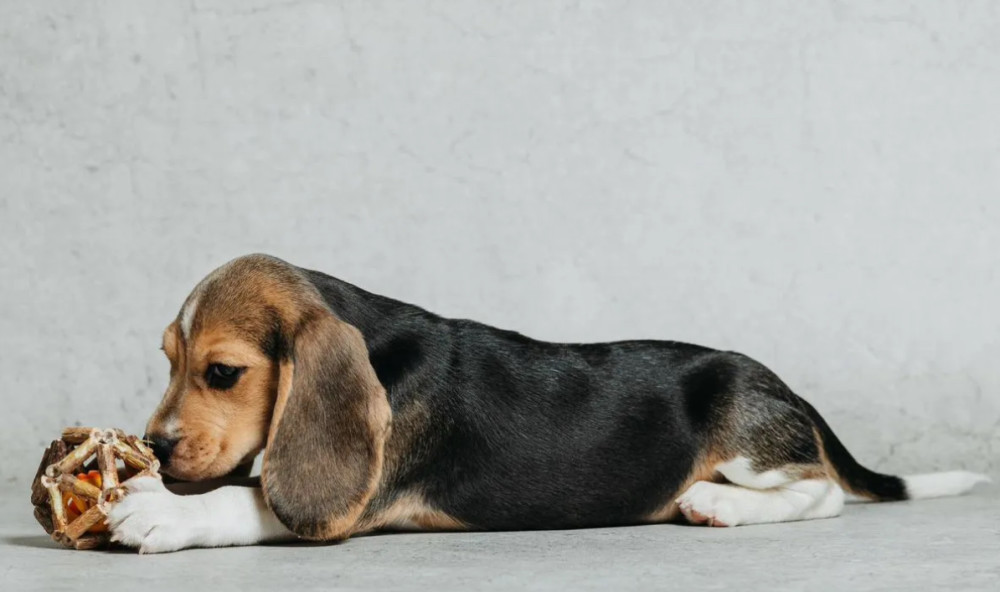 Beagle Puppy for Sale in Minnesota (MN)