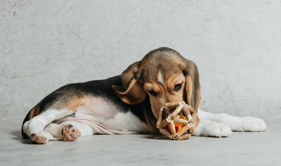 Beagle Puppy for Sale in Minnesota (MN)