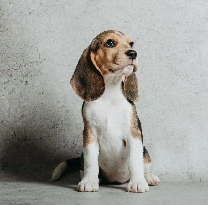 Beagle Puppy for Sale in Minnesota (MN)