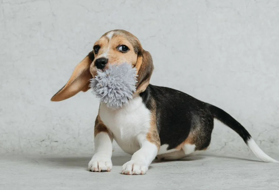 Beagle Puppy for Sale in Minnesota (MN)