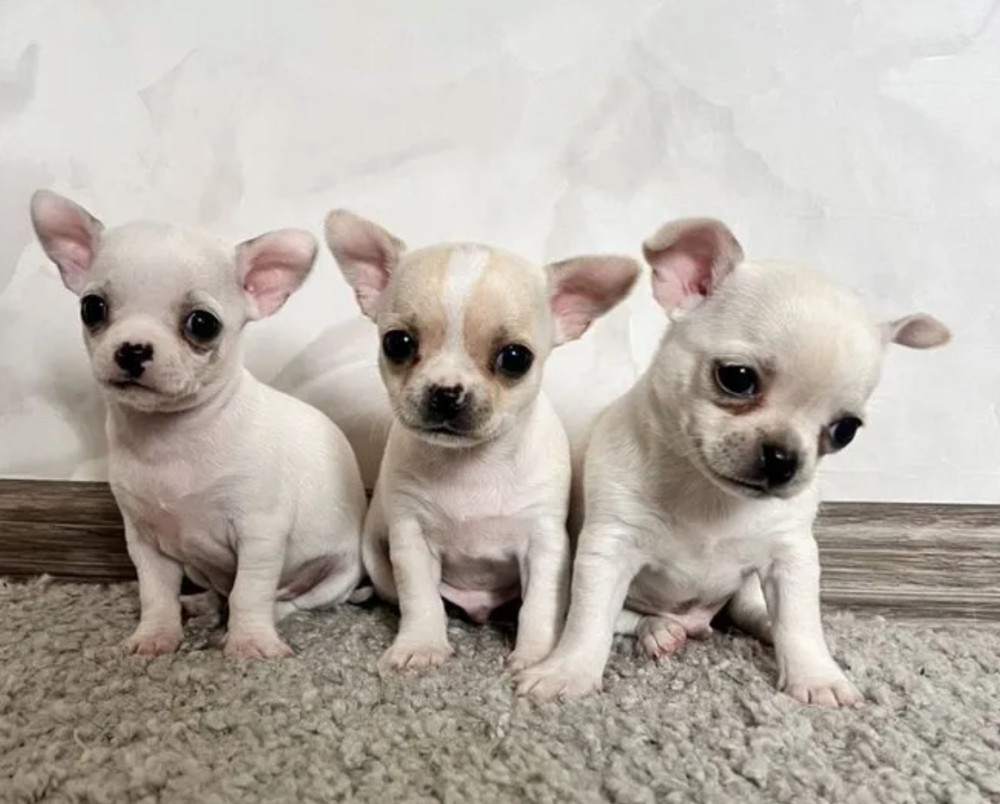 Chihuahua Puppies for Sale in Pennsylvania (PA)