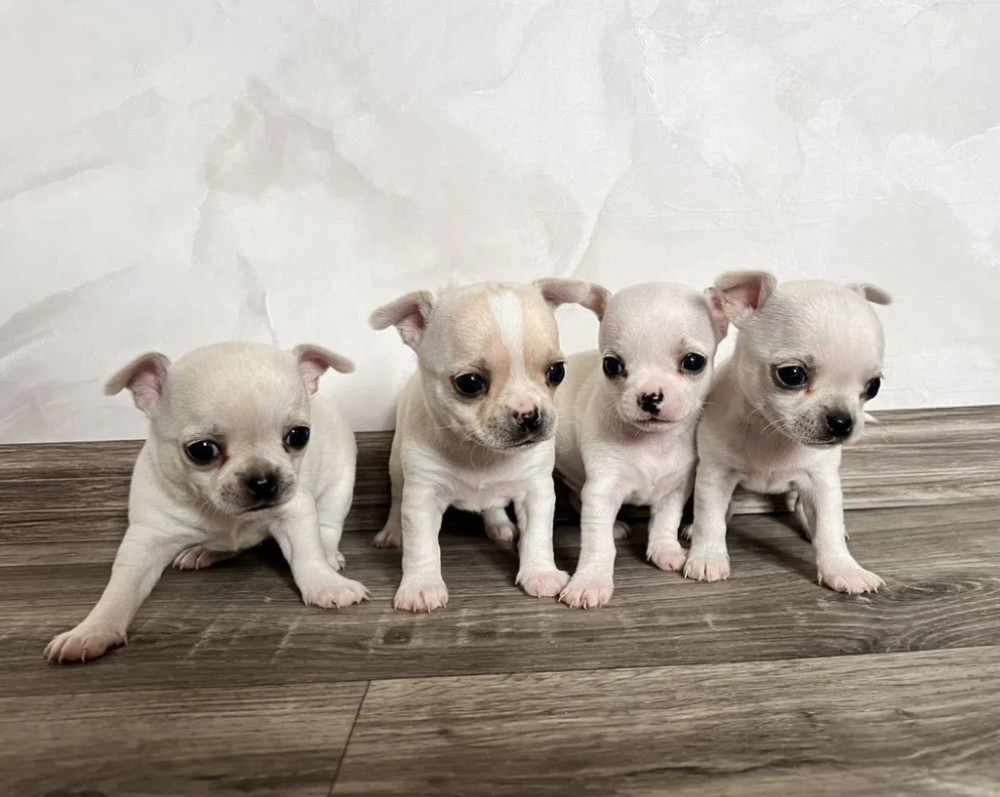 Chihuahua Puppies for Sale in Pennsylvania (PA)