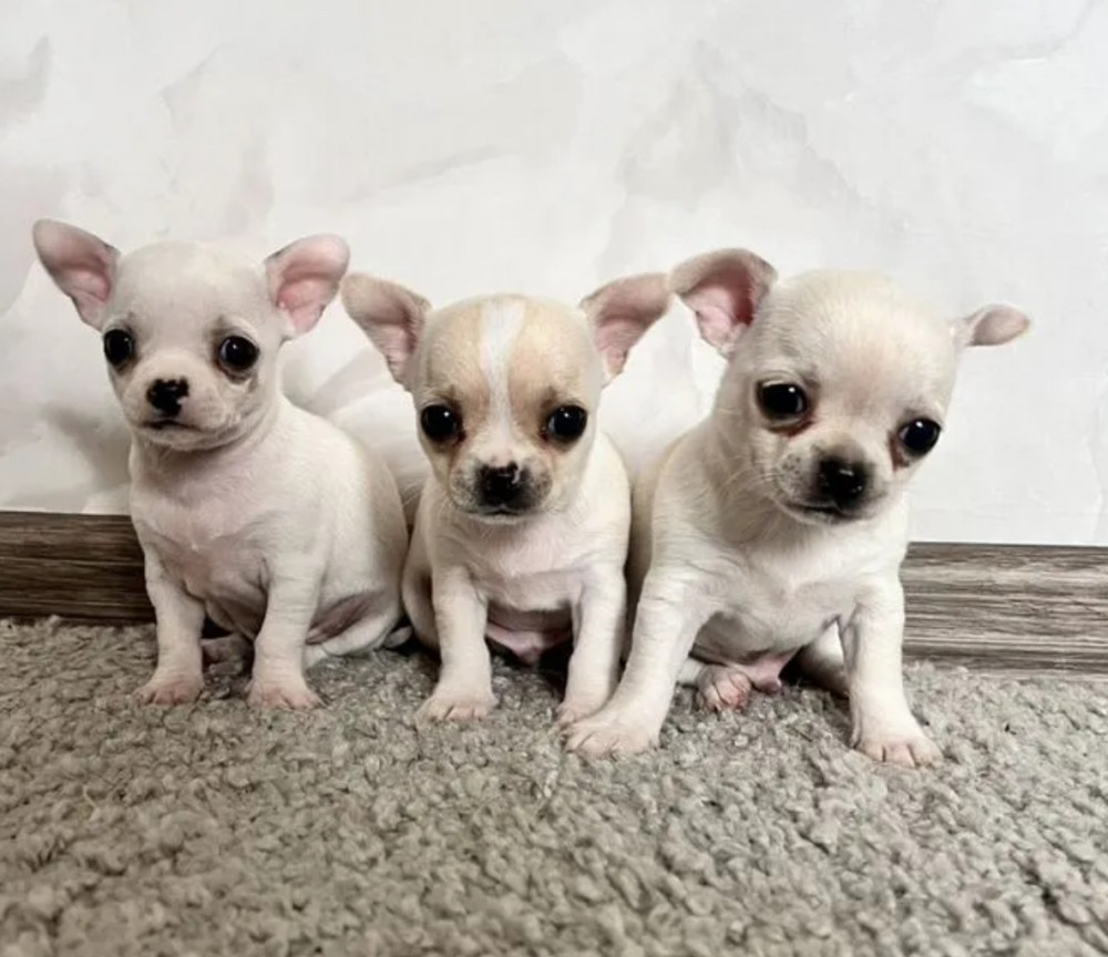 Chihuahua Puppies for Sale in Pennsylvania (PA)