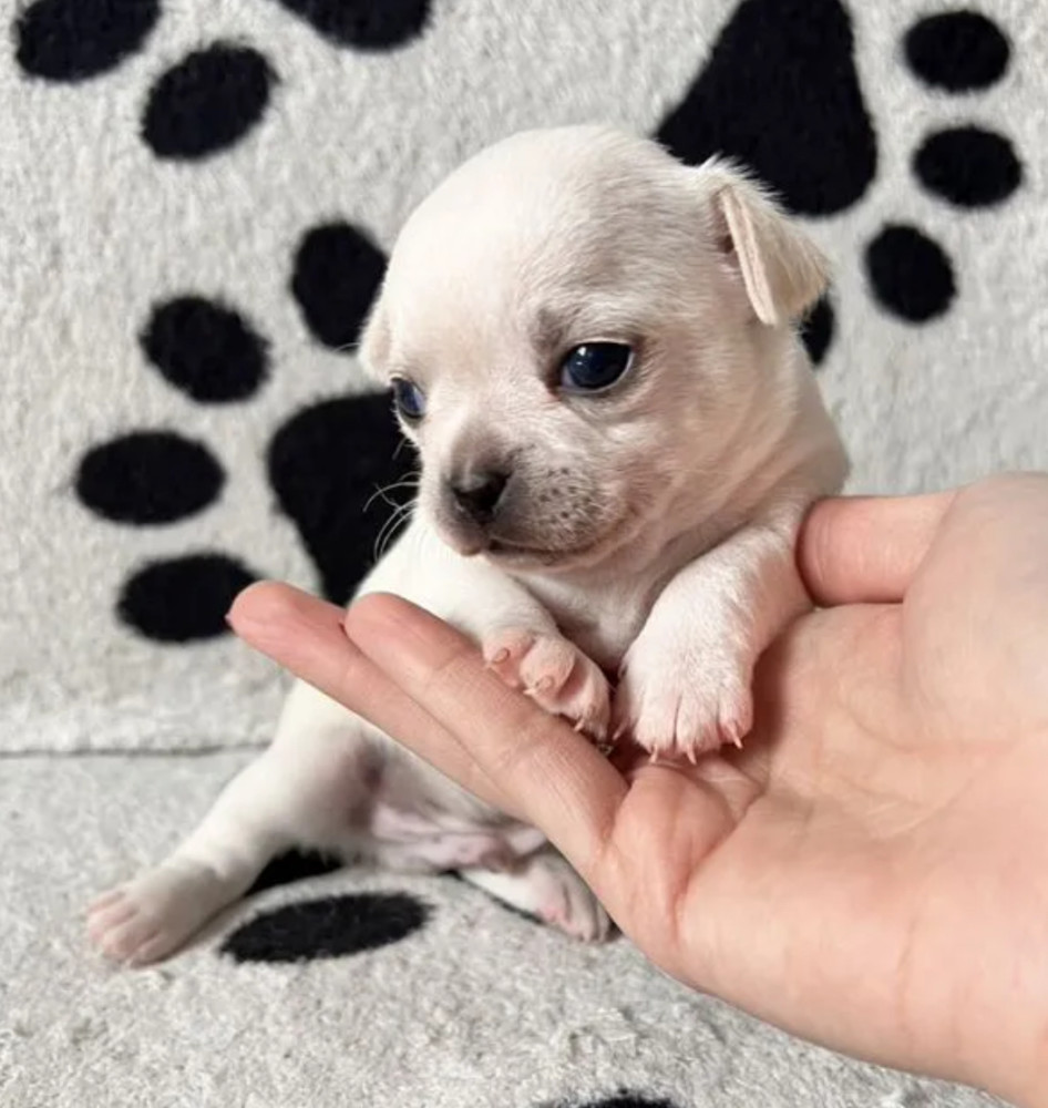 Chihuahua Puppies for Sale in Pennsylvania (PA)