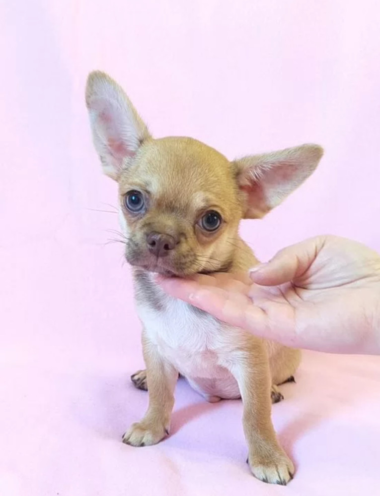 Adopt a Little Bundle of Joy Chihuahua Puppy for Sale