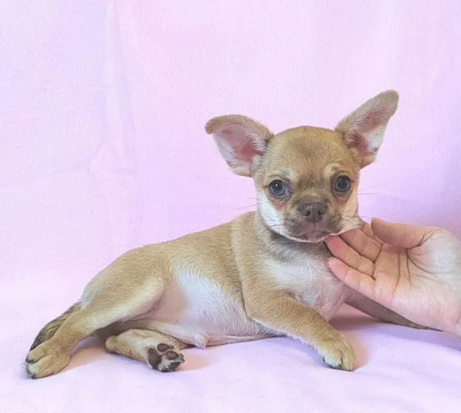 Adopt a Little Bundle of Joy Chihuahua Puppy for Sale
