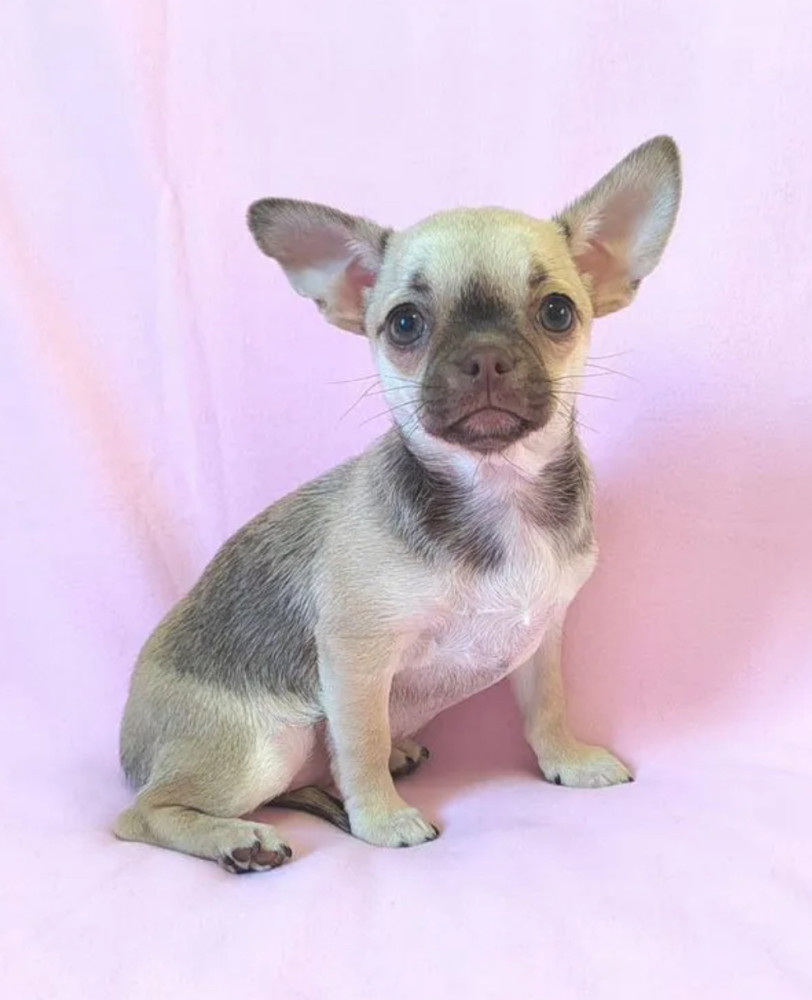 Adopt a Little Bundle of Joy Chihuahua Puppy for Sale