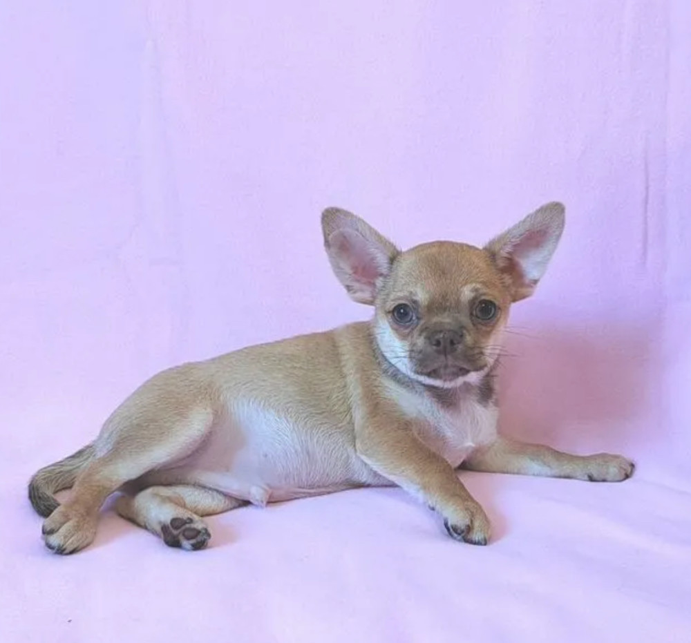 Adopt a Little Bundle of Joy Chihuahua Puppy for Sale