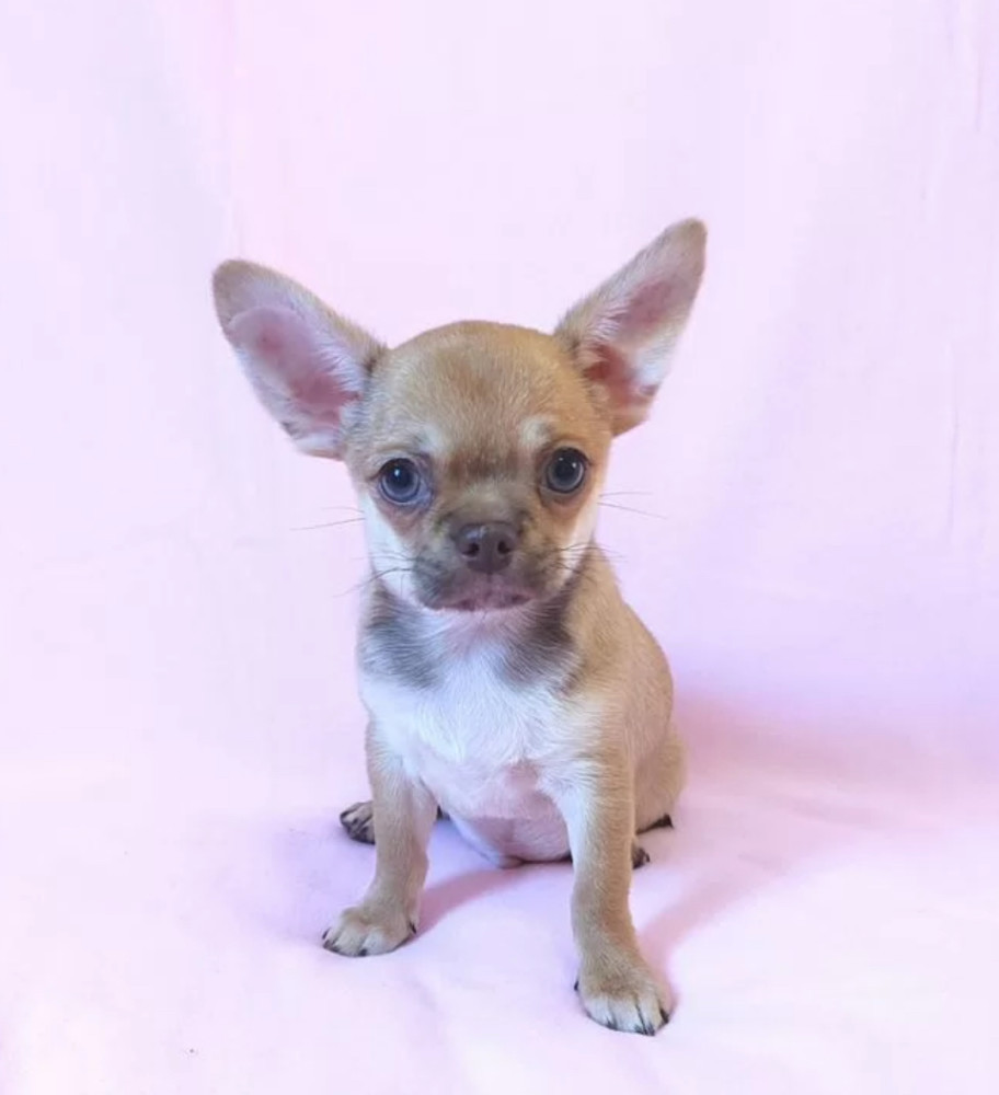Adopt a Little Bundle of Joy Chihuahua Puppy for Sale
