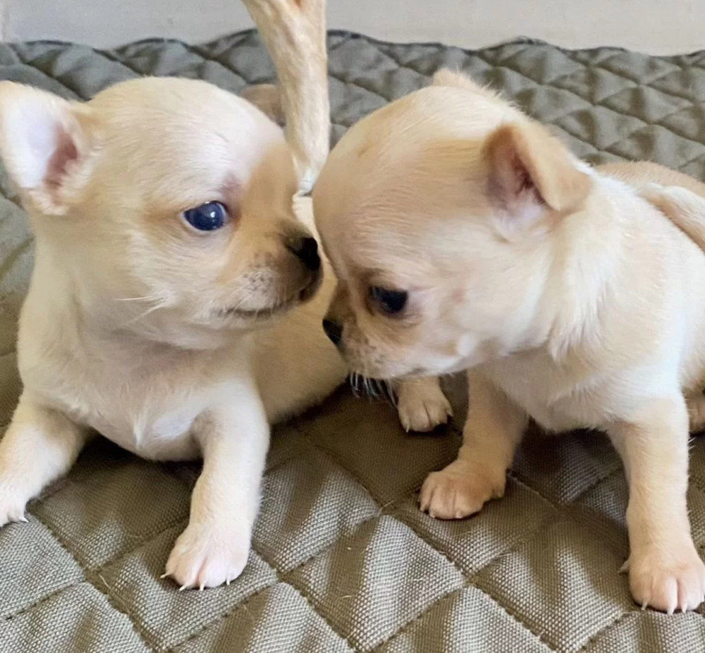 Chihuahua Puppies for Sale in Texas (TX)