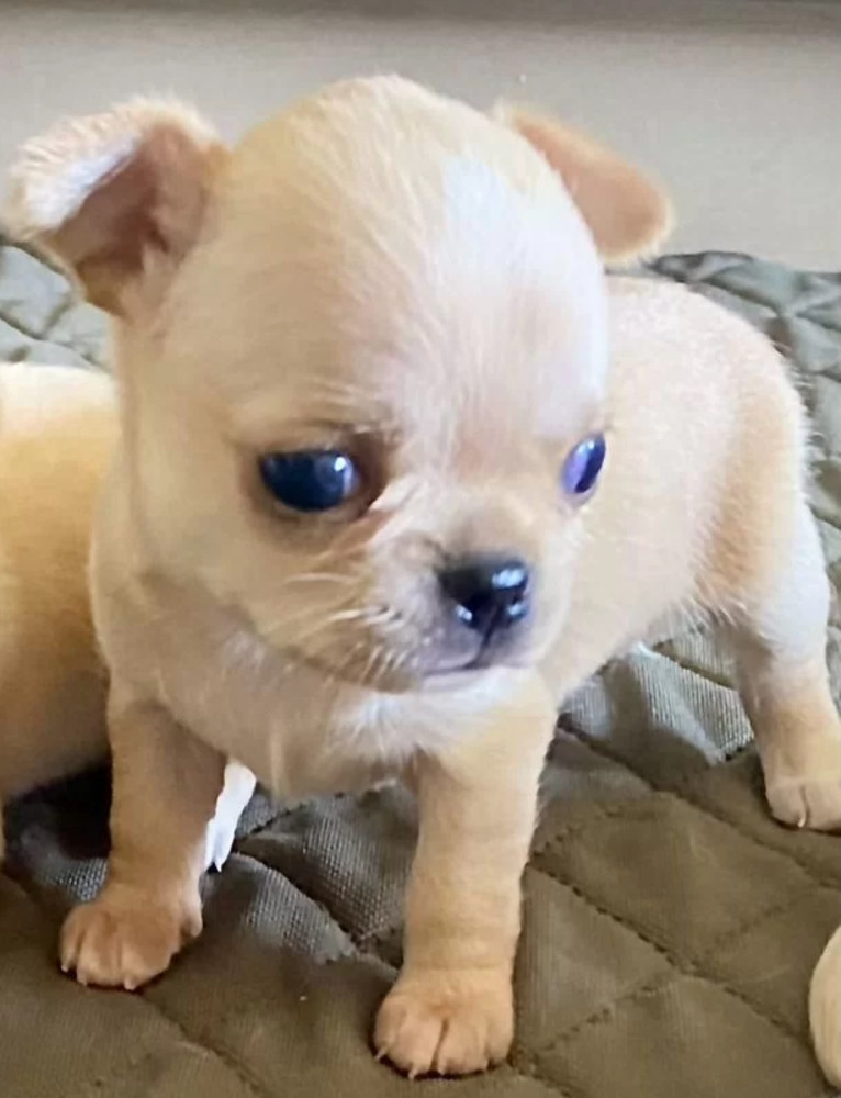 Chihuahua Puppies for Sale in Texas (TX)