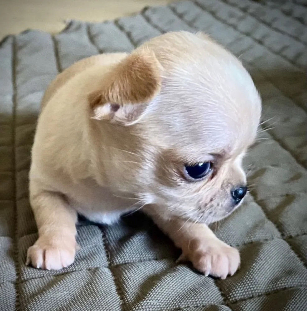 Chihuahua Puppies for Sale in Texas (TX)