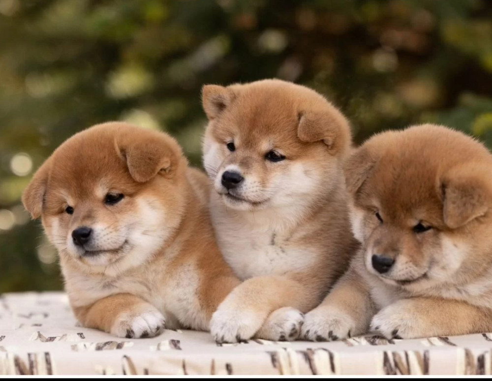 Akita Puppies for Sale in Texas (TX)