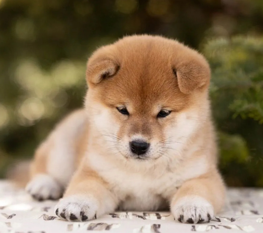 Akita Puppies for Sale in Texas (TX)