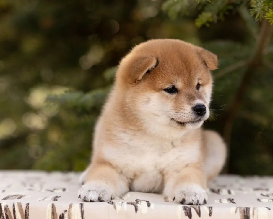 Akita Puppies for Sale in Texas (TX)
